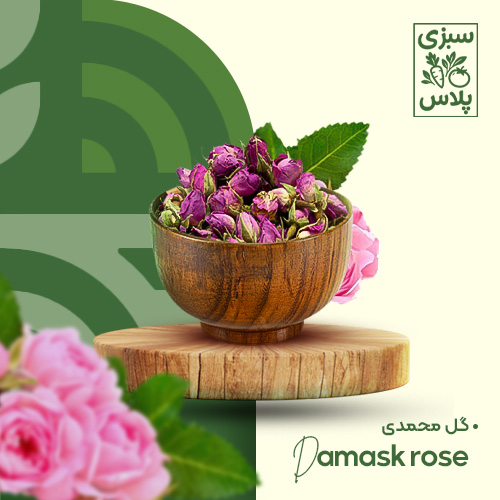 گل محمدی